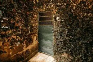 A rustic green door enveloped by dense ivy, creating a vintage ambiance.