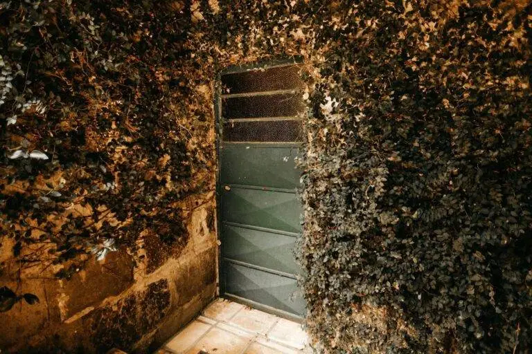 A rustic green door enveloped by dense ivy, creating a vintage ambiance.